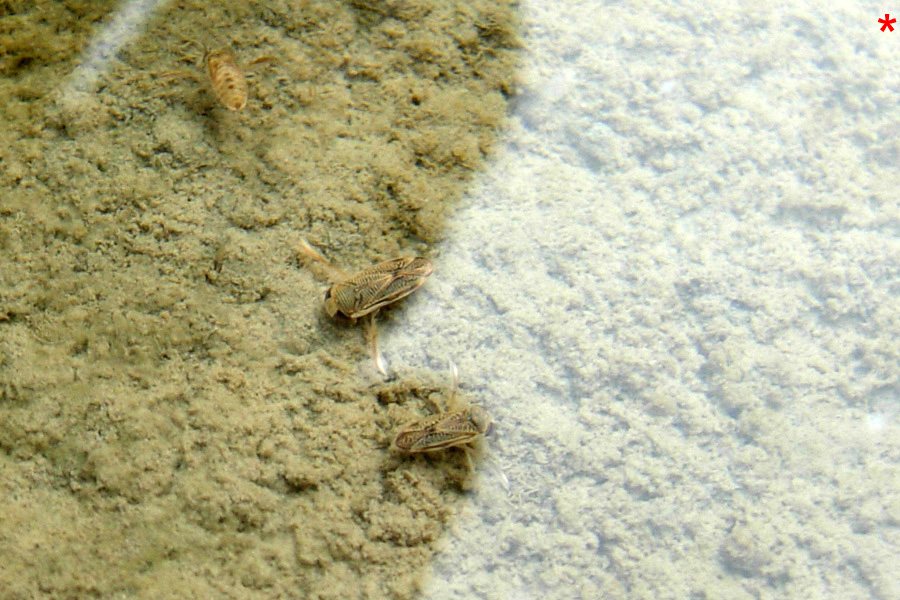 Corixidae indet.
